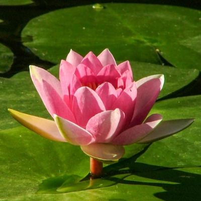 pink water lily flower Large Water Lily
