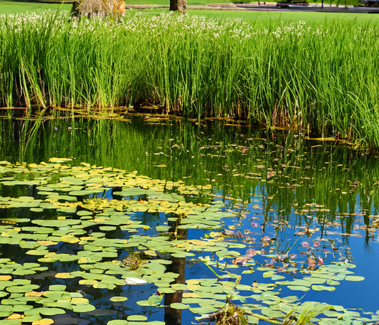 Creating a Balanced Ecosystem with Plants