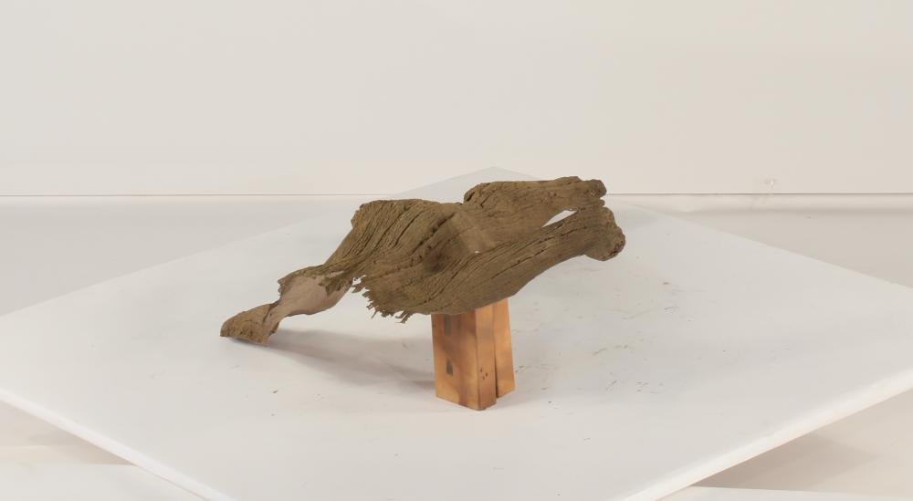 Photo of Floating Log 001 - Marquis Gardens