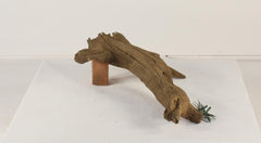Photo of Floating Log 001 - Marquis Gardens