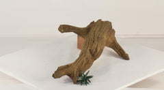 Photo of Floating Log 001 - Marquis Gardens