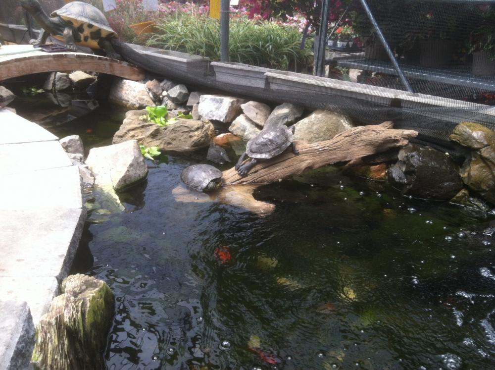 Photo of Floating Log 001 - Marquis Gardens