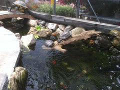 Photo of Floating Log 001 - Marquis Gardens