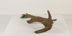 Photo of Floating Log 002 - Marquis Gardens