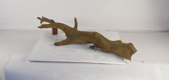 Photo of Floating Log 003 - Marquis Gardens