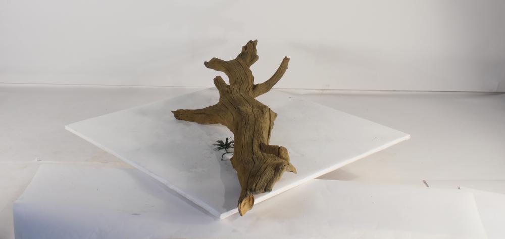 Photo of Floating Log 003 - Marquis Gardens