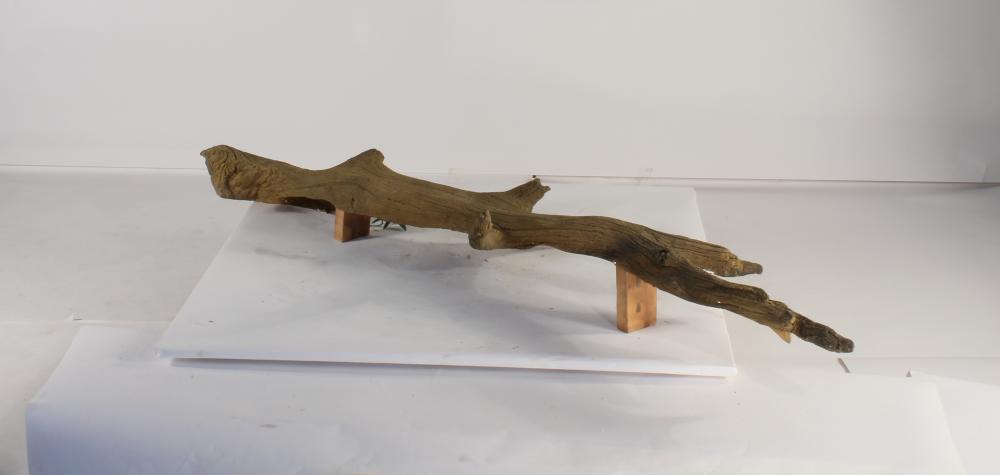 Photo of Floating Log 003 - Marquis Gardens
