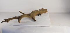 Photo of Floating Log 003 - Marquis Gardens