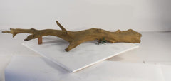 Photo of Floating Log 003 - Marquis Gardens
