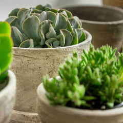 Campania Farmer's Pot Traditional - Mixed - Set of 16