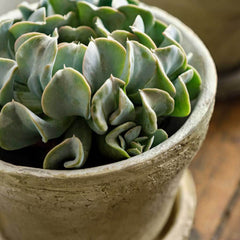 Campania Farmer's Pot Traditional - Mixed - Set of 16