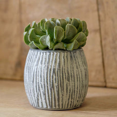 Photo of Campania Coconut Planter - Grey and Whitewash - Set of 6 - Marquis Gardens