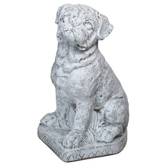Photo of Boxer 16" - Marquis Gardens