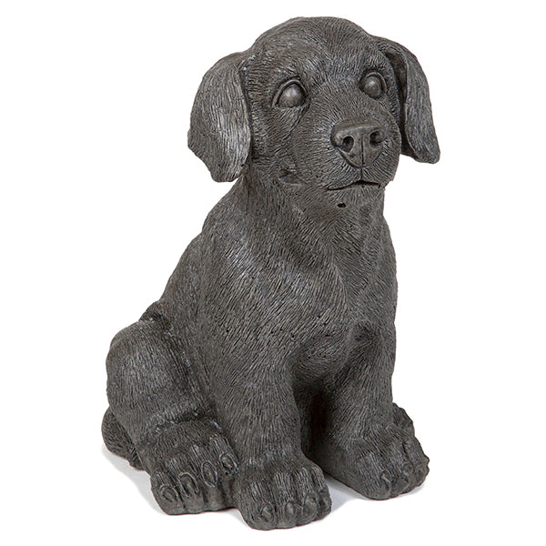 Photo of Small Dog - Marquis Gardens
