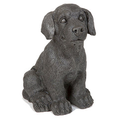Photo of Small Dog - Marquis Gardens