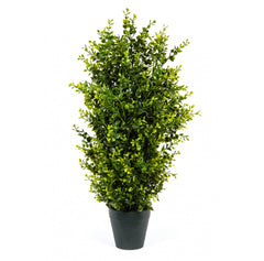 Photo of Boxwood Trees - Marquis Gardens