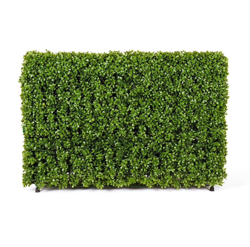 Photo of Boxwood Hedge, 36" x 12" x 24"  - Marquis Gardens