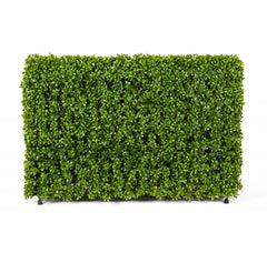 Photo of Boxwood Hedge, 36" x 12" x 24"  - Marquis Gardens