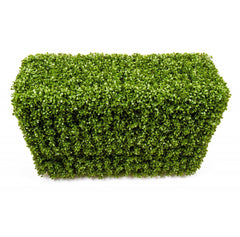 Photo of Boxwood Hedge, 36" x 12" x 24"  - Marquis Gardens