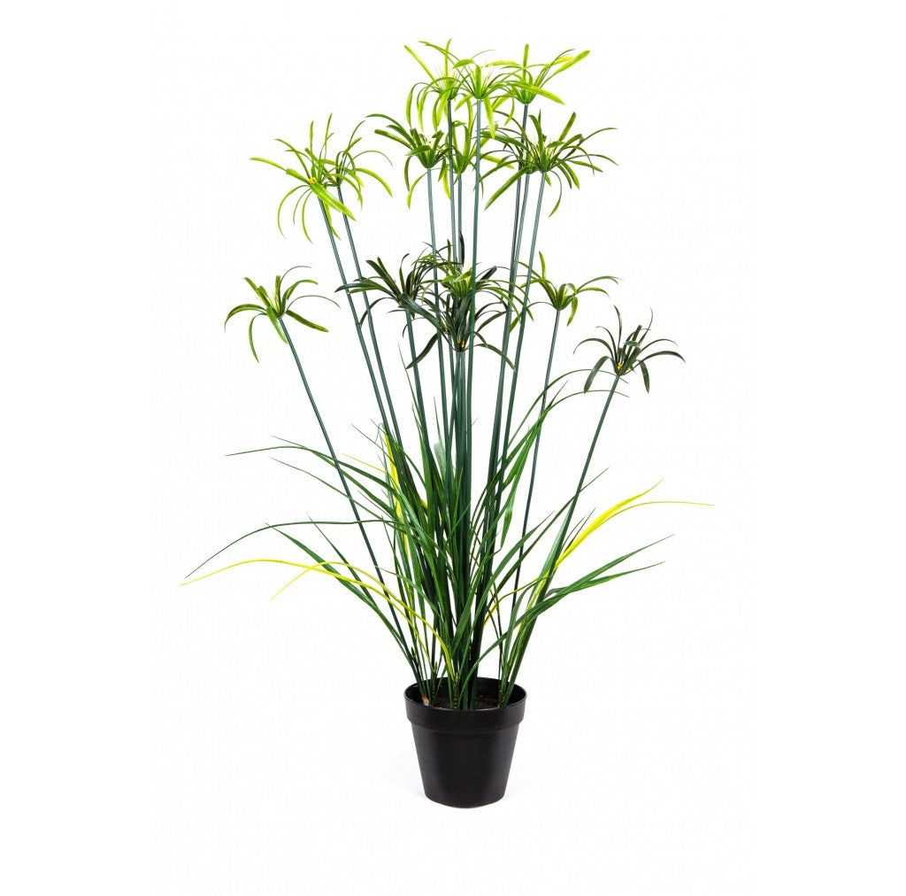 Photo of Papyrus Bush, 4'  - Marquis Gardens