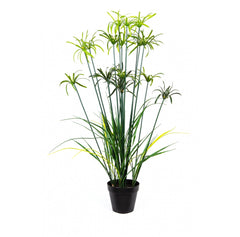 Photo of Papyrus Bush, 4'  - Marquis Gardens