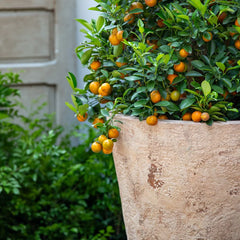 Catena Planter 20"