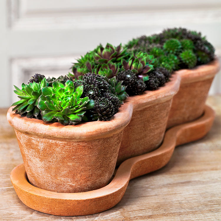 Photo of Campania Costa Planter - Terra Nova - Set of 3 - Marquis Gardens
