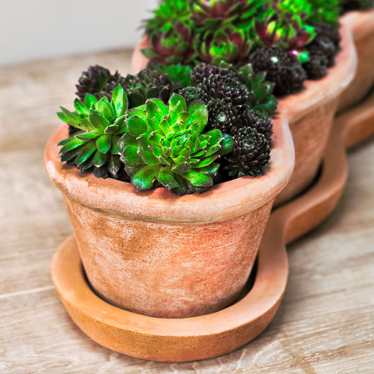 Photo of Campania Costa Planter - Terra Nova - Set of 3 - Marquis Gardens