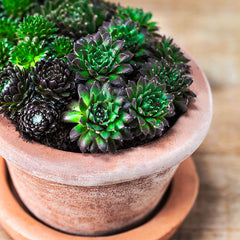 Photo of Campania Costa Planter - Terra Nova - Set of 3 - Marquis Gardens