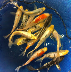 Select Butterfly Koi 3-4"
