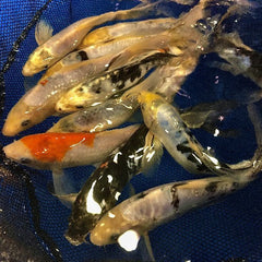 Select Butterfly Koi 2-3"