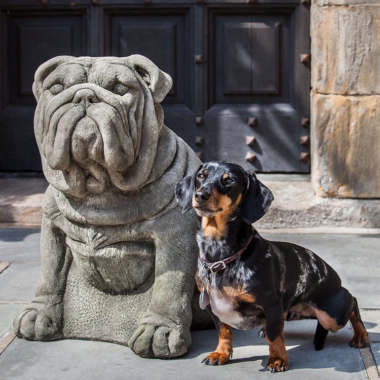 Photo of Campania Antique Bulldog - Marquis Gardens