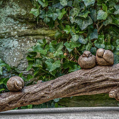 Photo of Campania Birds on a Branch - Marquis Gardens
