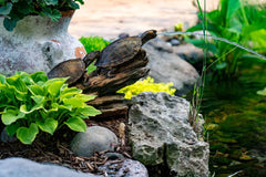 Aquascape double turtle on a log spitter