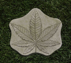 Campania Cannabis Stepper