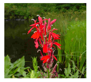 Photo of Hardy Marginal - Cardinal Flower  - Marquis Gardens