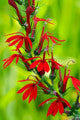 Photo of Hardy Marginal - Cardinal Flower  - Marquis Gardens