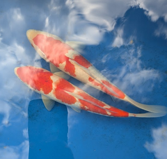 Japanese Koi 14-16"