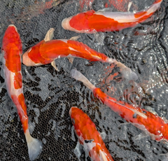 Japanese Koi 6-7"