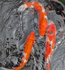 Japanese Koi 9-10"