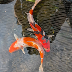 Japanese Koi 9-10"