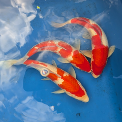 Japanese Koi 14-16"