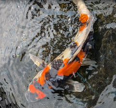 Japanese Koi 14-16"
