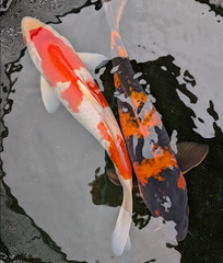 Japanese Koi 14-16"