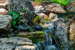 Aquascape jazz frog spitter