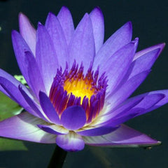 Large Water Lily - Tropical