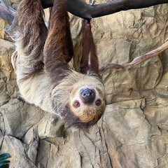 Sloth Hanging upside down from tree branch, with Basalt Panel Installed behind