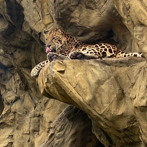 Basalt Wall Panel Attached to Wall. On Large Ledge, a cheetah rests