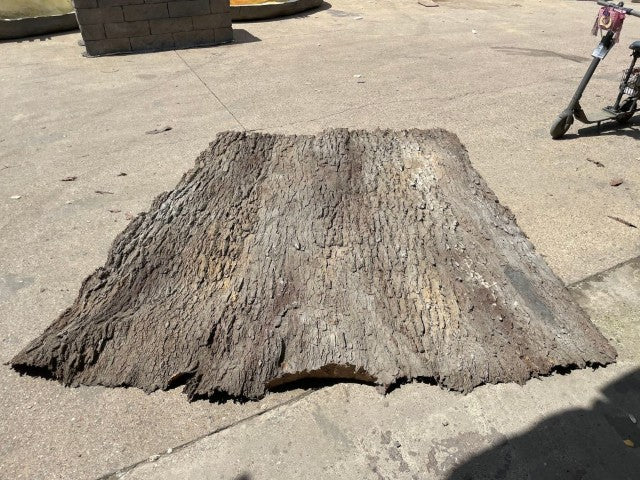 Cottonwood Panel Resting Flat on Ground, Showcasing Texture and Edge Design