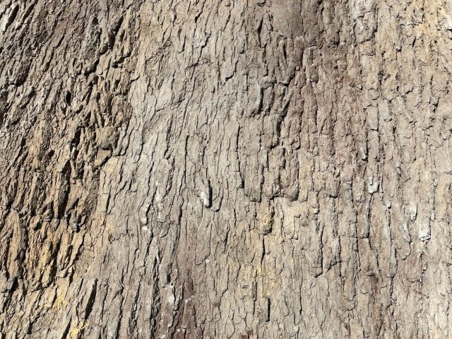 Closeup of Cottonwood Panel Texture